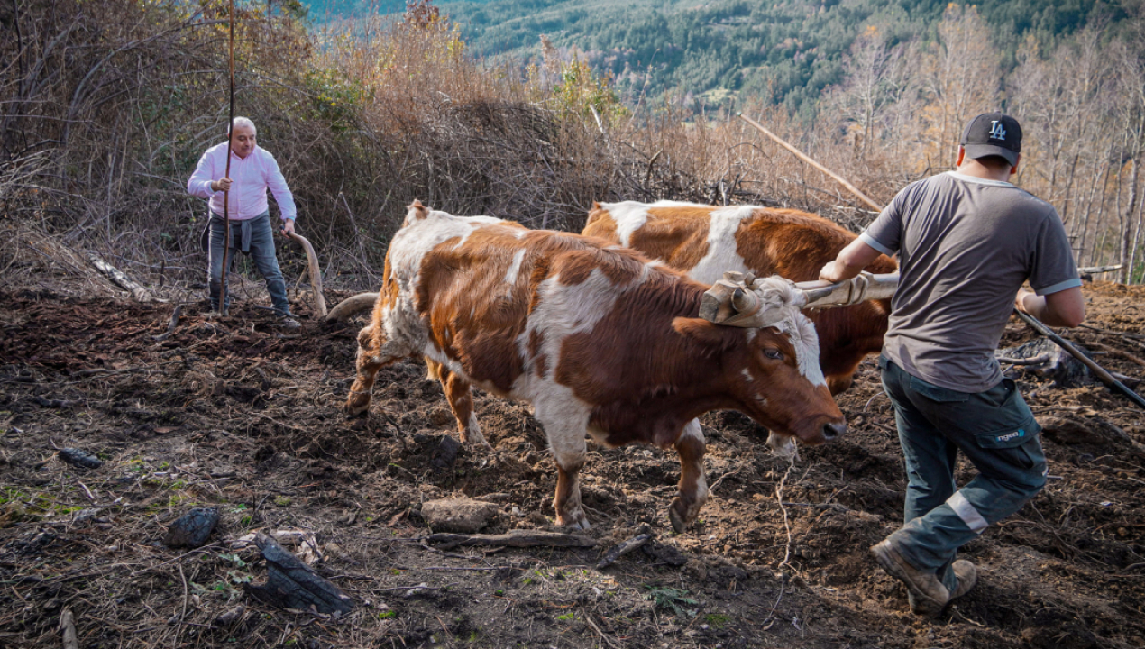 /autoridades-destacan-valor-de-la-minga-campesina-en-coihueco