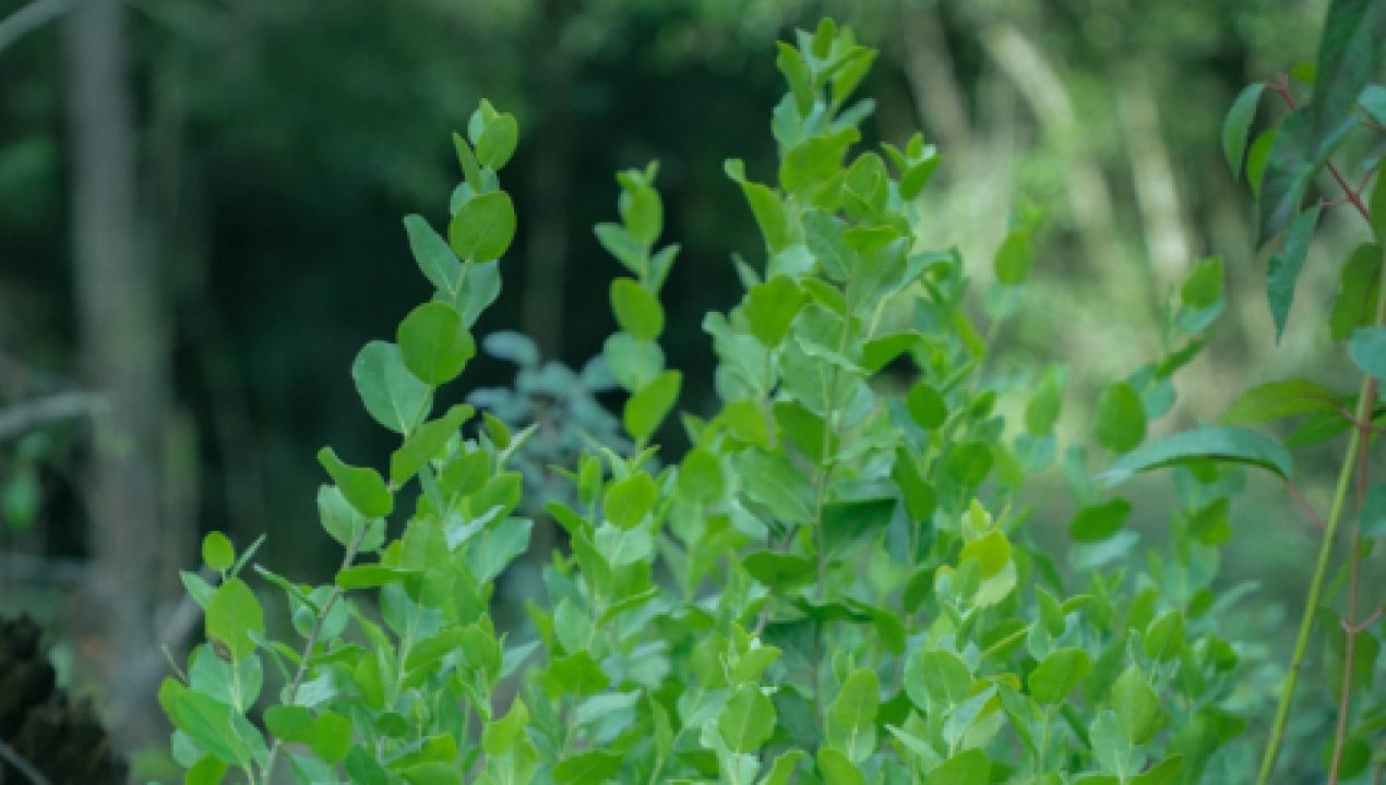 /contulmo-da-inicio-a-faenas-de-restauracion-del-fundo-san-isidro-en-el