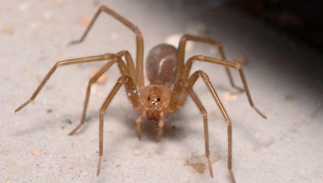 /sepa-como-prevenir-la-mordedura-de-la-arana-de-rincon