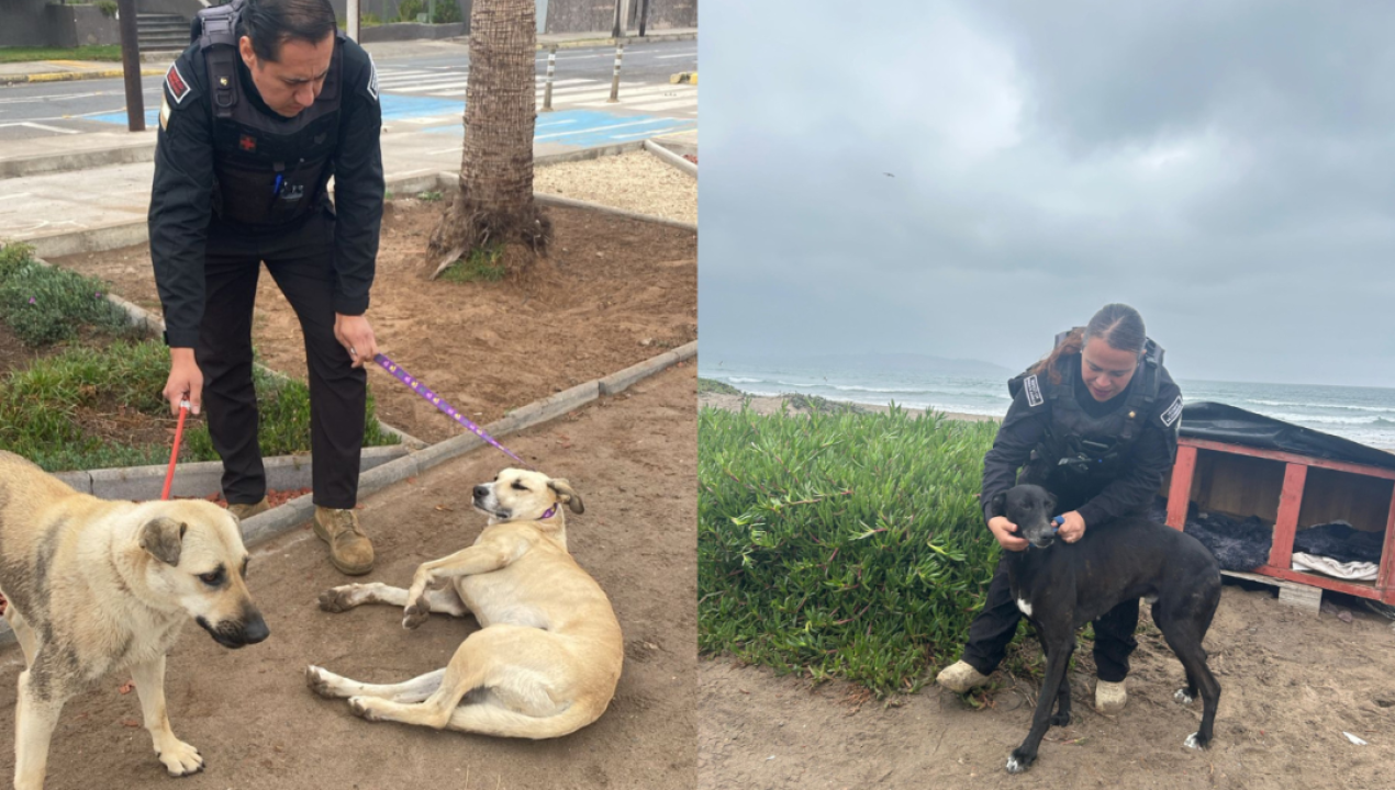 /regionales/region-de-coquimbo/alerta-de-tsunami-en-la-serena-evacuan-perros-callejeros-del-borde-costero