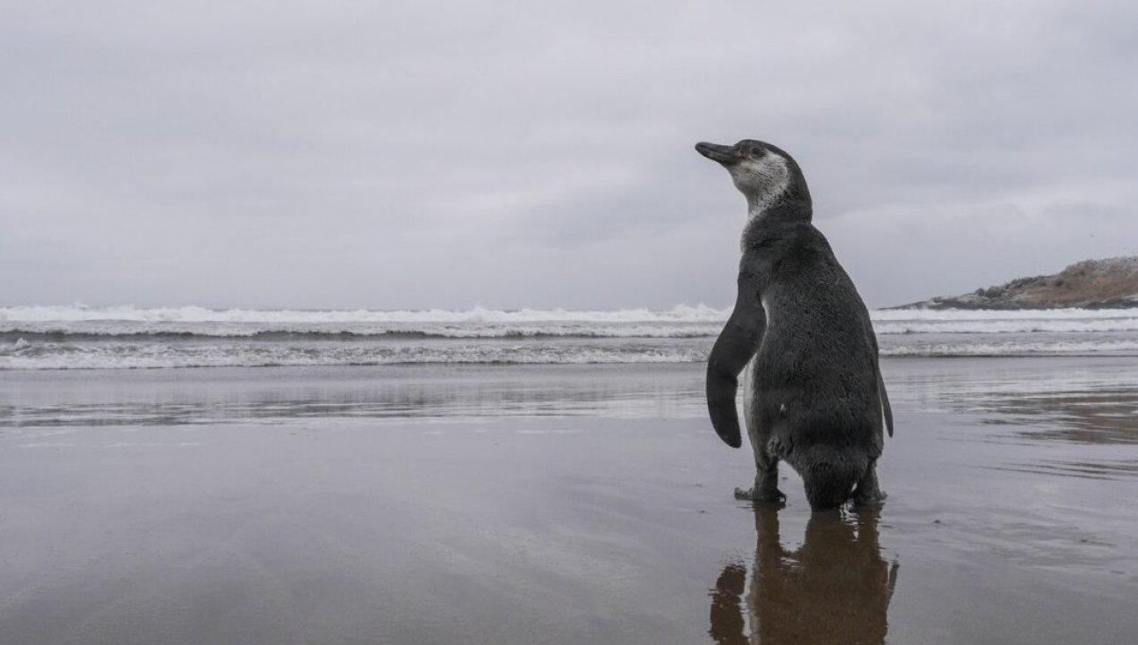 /actualidad/triste-noticia-para-la-fauna-chilena-pinguino-de-humboldt-fue-declarado-en