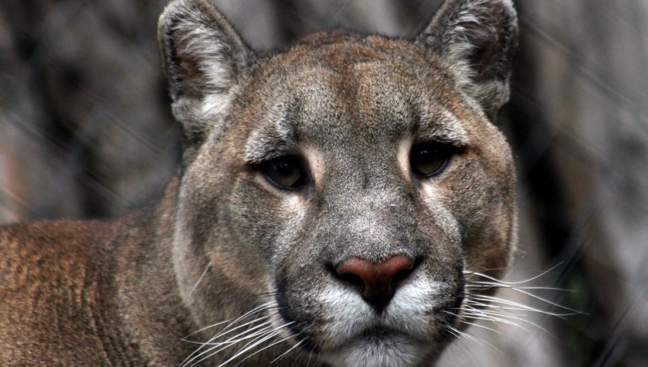 /regionales/sag-presenta-denuncia-tras-reportes-por-presunta-matanza-de-pumas-en