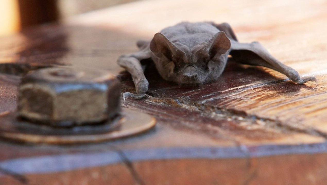 /regionales/region-de-los-lagos/isp-confirmo-caso-de-rabia-en-murcielago-en-frutillar-bajo-y-activo