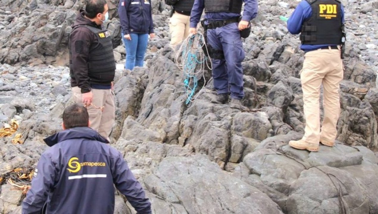 /regionales/region-de-atacama/77-5-toneladas-de-huiro-negro-extraido-ilegalmente-fueron-incautados-en-la