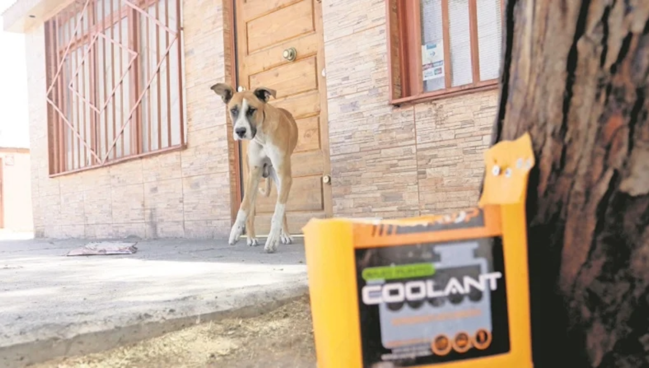 /grave-caso-de-maltrato-animal-en-calama-preocupa-a-las-autoridades